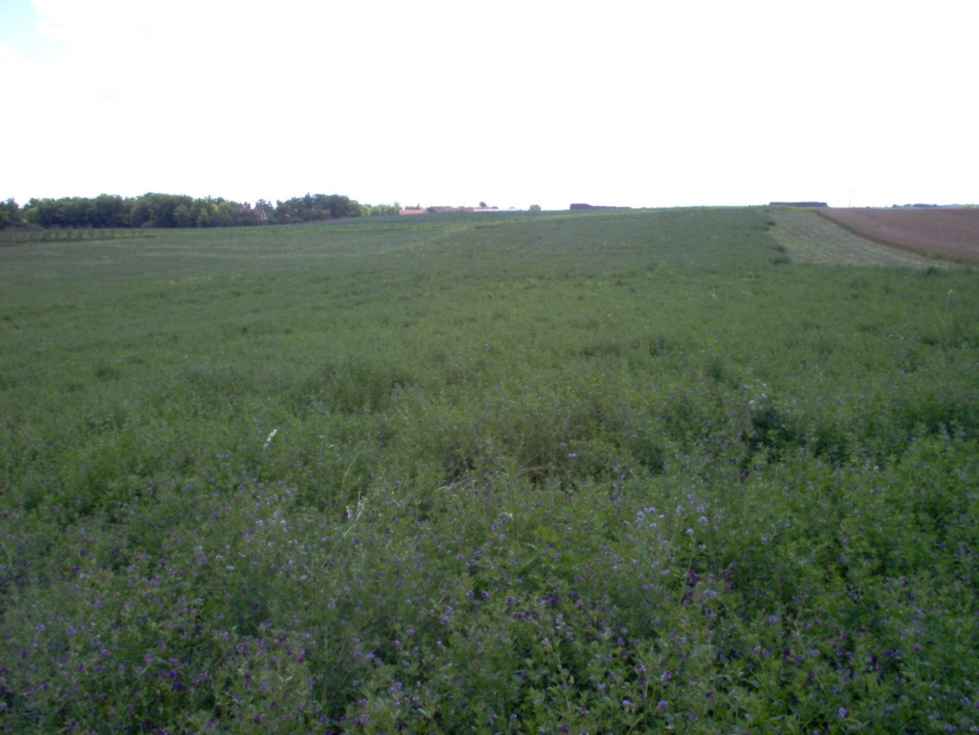 Lucerka