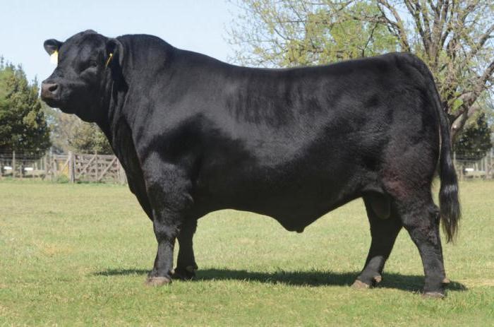 Aberdin angus