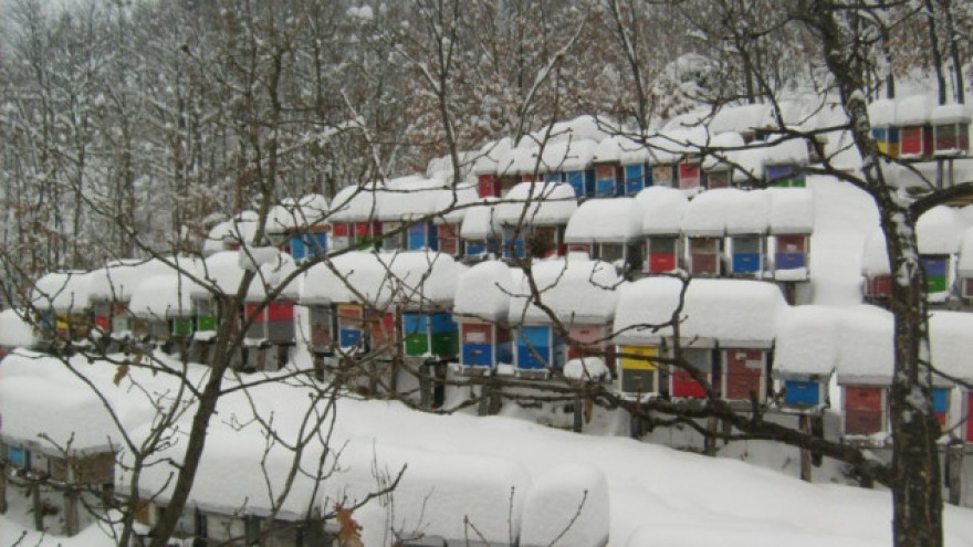 Kako pripremiti pčele za prezimljavanje1