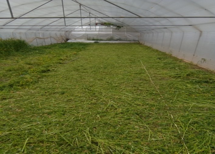 Integralni pristup suzbijanja nematoda u plastenicima2