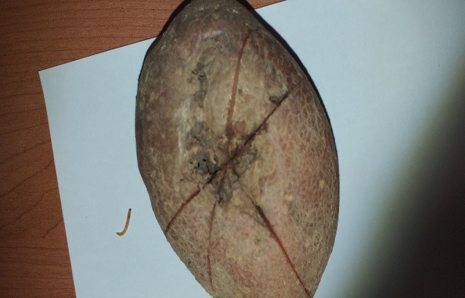 Žičari3